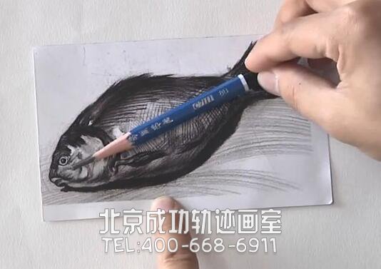 魚(yú)素描畫(huà)教程