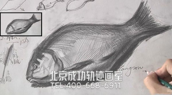 魚(yú)素描畫(huà)教程